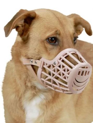 Accessori Animali