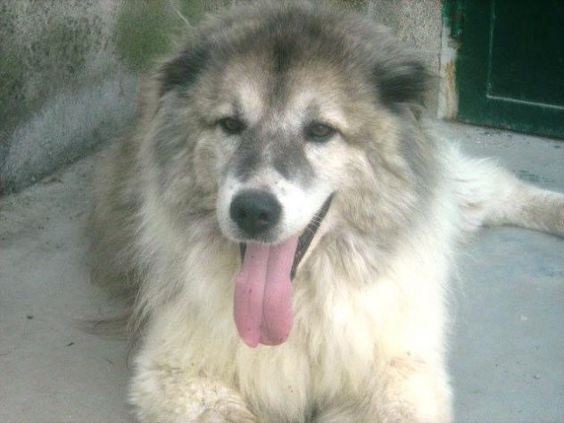 GRIGIO, stupendo mix Pastore del Caucaso - Foto 2