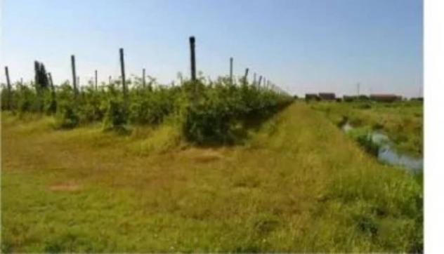 Immobile in asta di 47488 m² in vendita a Villaga - Foto 7