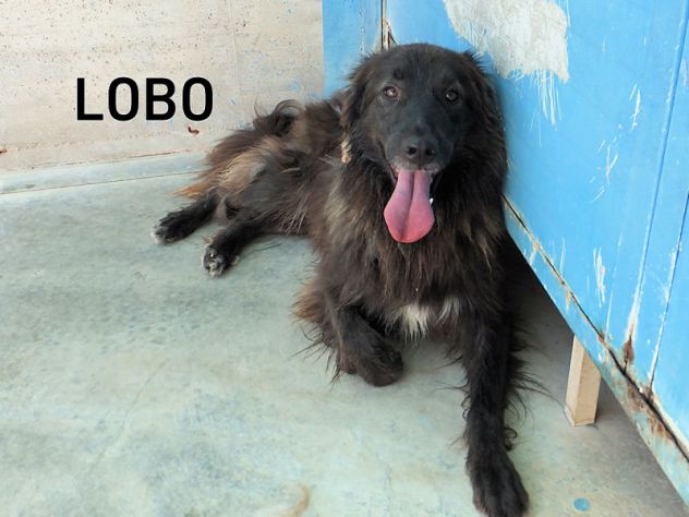 Lobo (taglia mediogrande) - Foto 2