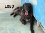 Lobo (taglia mediogrande)