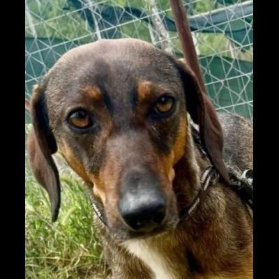 MELAMPO, OCCHIONI DOLCI, CAGNOLINO IN ADOZIONE