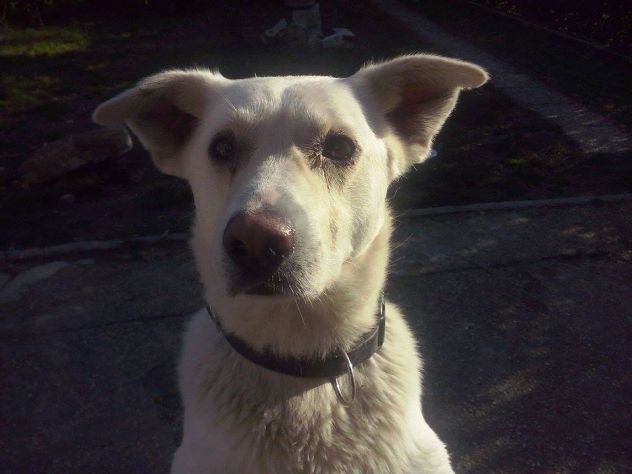 GIGI, labrador gigante - Foto 2