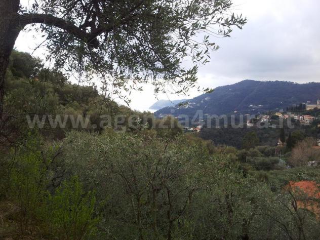 Alassio, terreno collinare vista mare, con piccolissimo rustico. - Foto 4