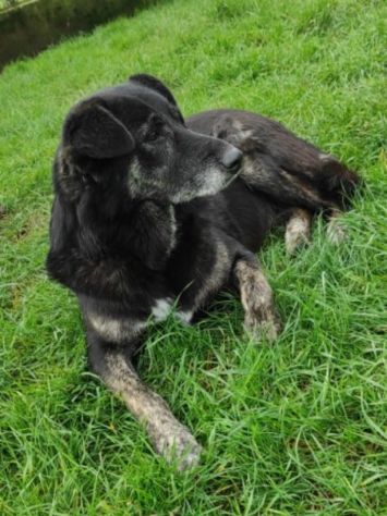 CAGNOLINA IN ADOZIONE: ALMA, materna ed amorevole - Foto 2