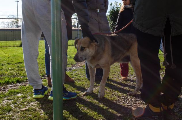 THEO, 7 ANNI, IL SUO PROPRIETARIO HA UNA BRUTTA MALATTIA E LUI CERCA CASA!! - Foto 10
