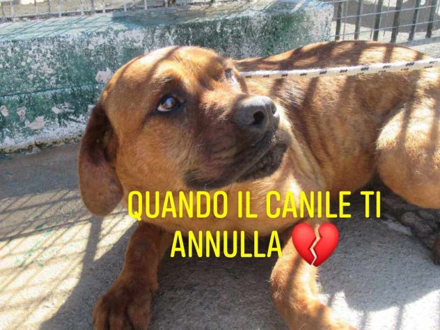 BART 2 ANNI SIMIL CORSO IN CANILE