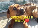 BART 2 ANNI SIMIL CORSO IN CANILE