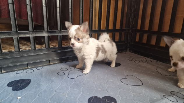 Chihuahua Toy pelo lungo Roma - Foto 6