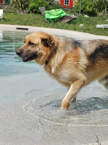 BUBU adozione del cuore per un cane giocoso - Foto 5