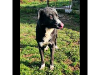 BENNY TENERO E AFFETTUOSO, CAGNOLINO IN ADOZIONE