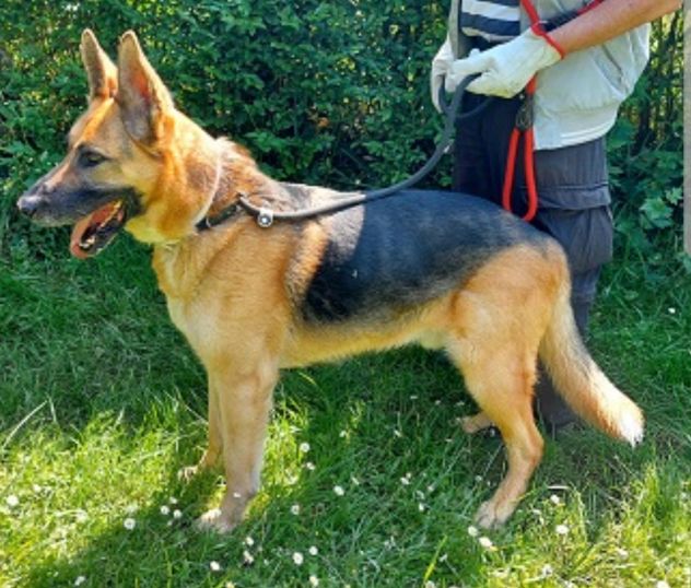 REX PASTORE TEDESCO 10 ANNI ORA IN CANILE - Foto 6