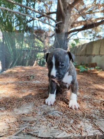 Cucciola Amstaff Tigrato Bianco con pedigree - Foto 2