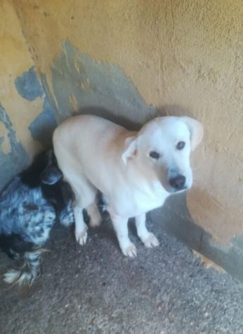 TU SEI ANCORA IN CANILE SCRICCIOLO… - Foto 6