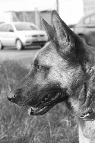 SPENCER 1 ANNO PASTORE MALINOIS IN CANILE - Foto 2