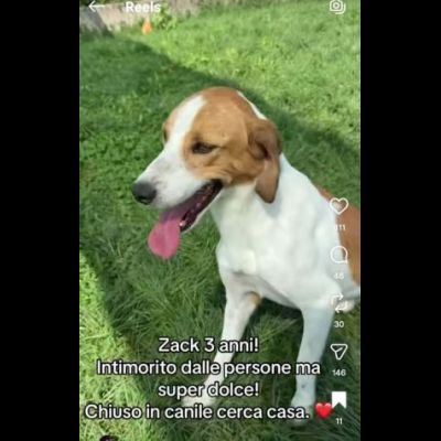 I CUCCIOLI DIMENTICATI ZACK e ZELDA tg medio contenuta, cane in adozione - Foto 3