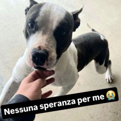 Xiro dimenticato dal mondo intero cane in adozione - Foto 2