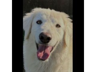 NINFA, meravigliosa tenerezza, cagnolina in adozione, tg media.