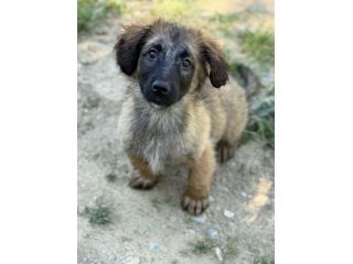 VERA, cucciola infinatamente DOLCE! Tg MEDIO PICCOLA