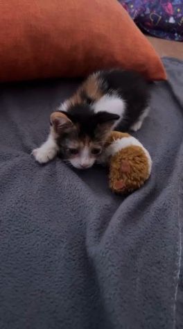 STELLINA, dolcissima micina in adozione! - Foto 4