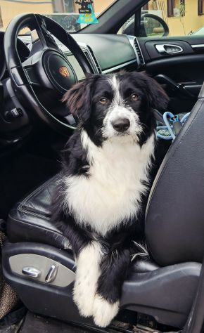 Regalo cucciolo cane