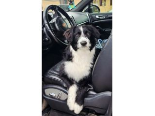 Regalo cucciolo cane