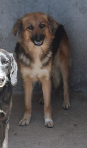 FRECCIA 4 ANNI 12 kg circa - Foto 3