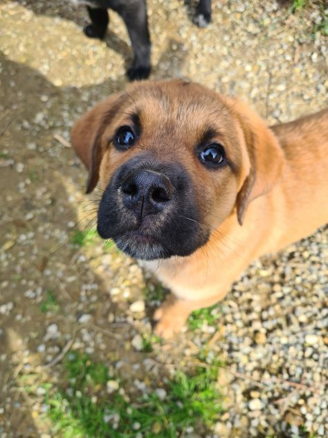 CARRIE, super cucciola di 2 MESI E MEZZO. - Foto 6