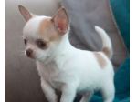 CHIHUAHUA TOY CUCCIOLI  pag in comode rate