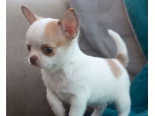 CHIHUAHUA TOY CUCCIOLI pag in comode rate