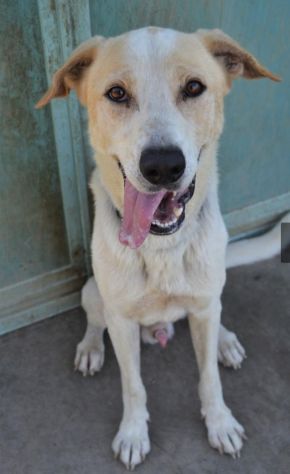 Tobia splendido cagnolone 6anni salito 1anno fa a PAVIA - Foto 2