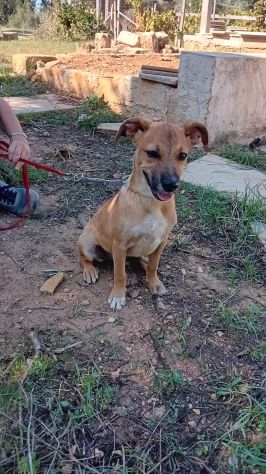 GIGIA E BEAU, 3 MESI (01/07/26), TAGLIA MEDIA, TROVATI IN CAMPAGNA, CERCANO CASA - Foto 7
