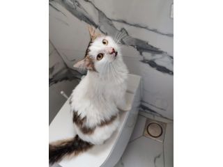 Roman dolcissimo micio a pelo lungo