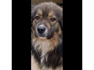 YUKI MERAVIGLIOSO CANE DA ADOTTARE
